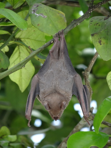 Jamaican Fruit-eating Bat