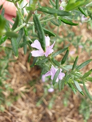 Westringia fruticosa