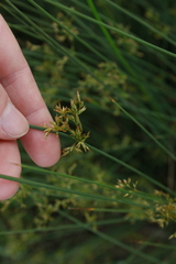 Juncus effusus pacificus