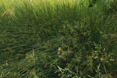 Juncus effusus pacificus