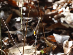 Mecistogaster ornata