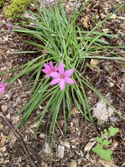 Rhodohypoxis