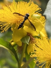 Pelecinobaccha costata