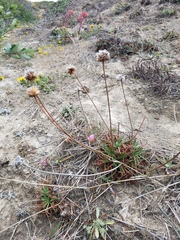 Armeria maritima californica