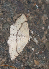 Cyclophora