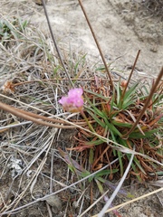 Armeria maritima californica