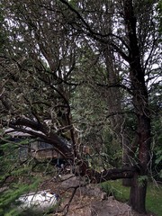 Arbutus menziesii