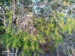Melaleuca styphelioides