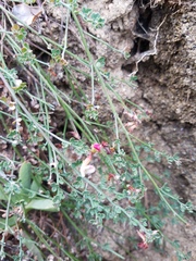 Acmispon cytisoides