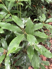 Neolitsea sericea