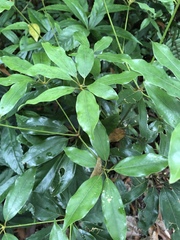Neolitsea sericea