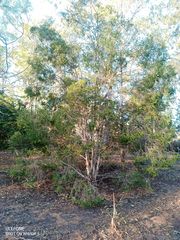 Melaleuca styphelioides