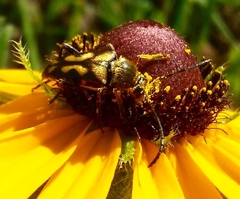 Typocerus octonotatus
