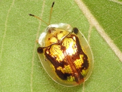 Deloyala fuliginosa
