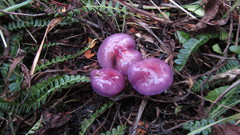 Cortinarius magellanicus