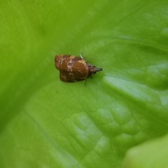 Cenopis diluticostana