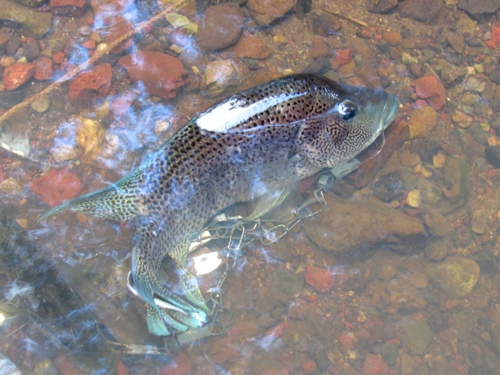 Wolf cichlid (Parachromis dovii) — Cichlidae — 4