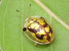 Deloyala fuliginosa