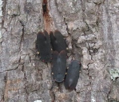 Acraephia perspicillata