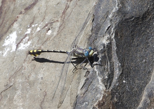 Columbia Clubtail photo 2