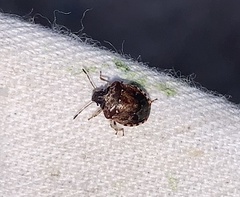 Cosmopepla intergressa