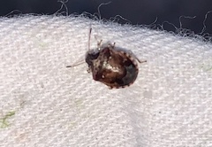 Cosmopepla intergressa