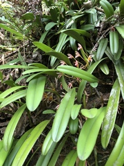 Bulbophyllum affine