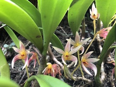 Bulbophyllum affine