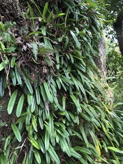 Bulbophyllum affine