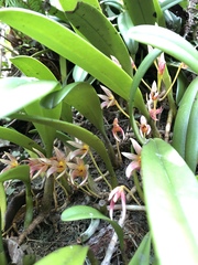 Bulbophyllum affine