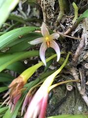 Bulbophyllum affine