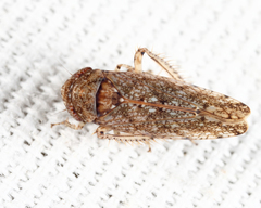 Paraphlepsius irroratus