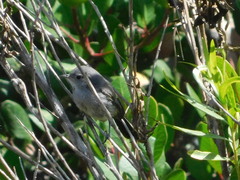 Polioptila californica