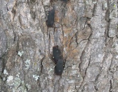 Acraephia perspicillata