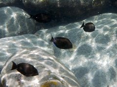 Acanthurus nigrofuscus