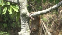Coendou rufescens