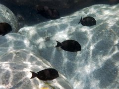 Acanthurus nigrofuscus