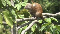 Coendou rufescens