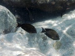 Acanthurus nigrofuscus