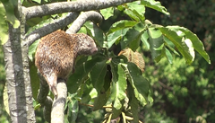 Coendou rufescens