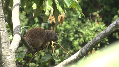 Coendou rufescens