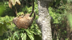 Coendou rufescens