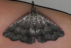 Phalaenostola larentioides