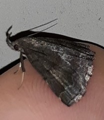 Phalaenostola larentioides