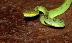 Craspedocephalus gramineus