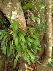 Bulbophyllum affine