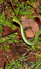 Craspedocephalus gramineus