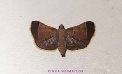 Hypsopygia amoenalis
