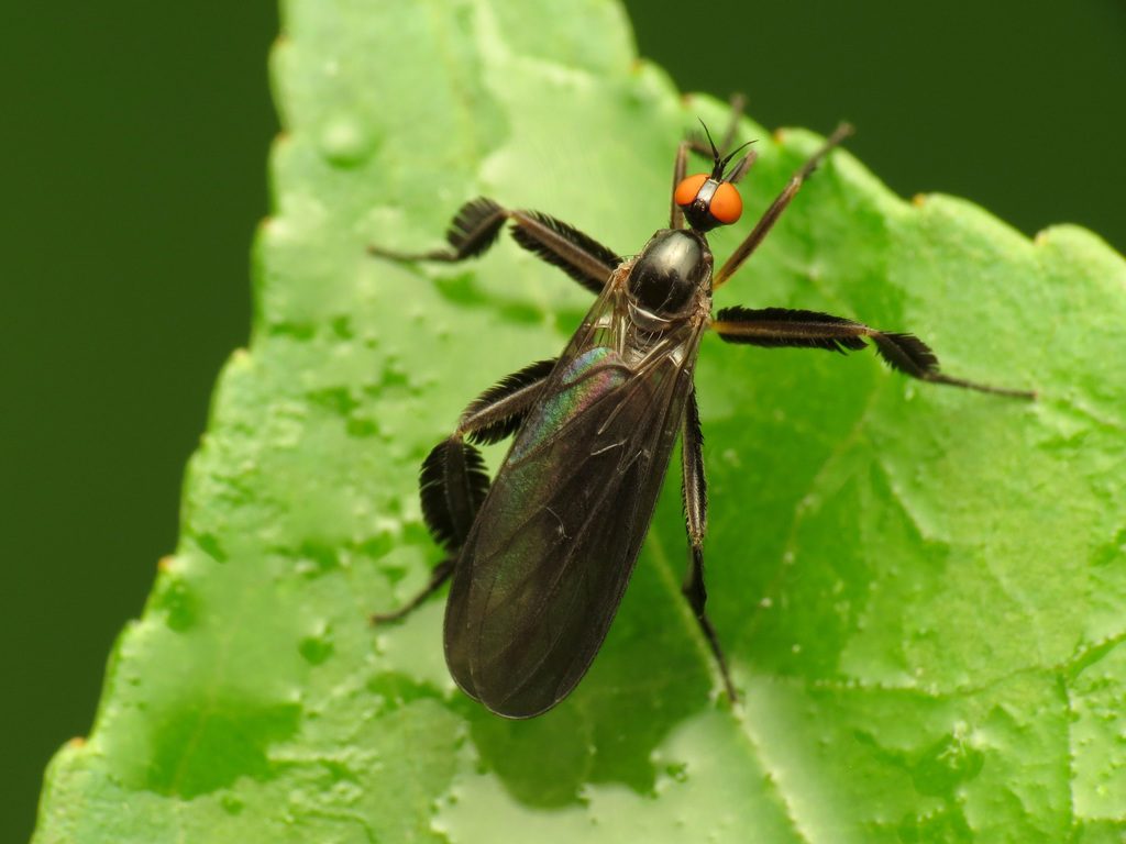 Long-tailed Dance Fly