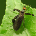 Long-tailed Dance Fly - Photo (c) Katja Schulz, some rights reserved (CC BY)